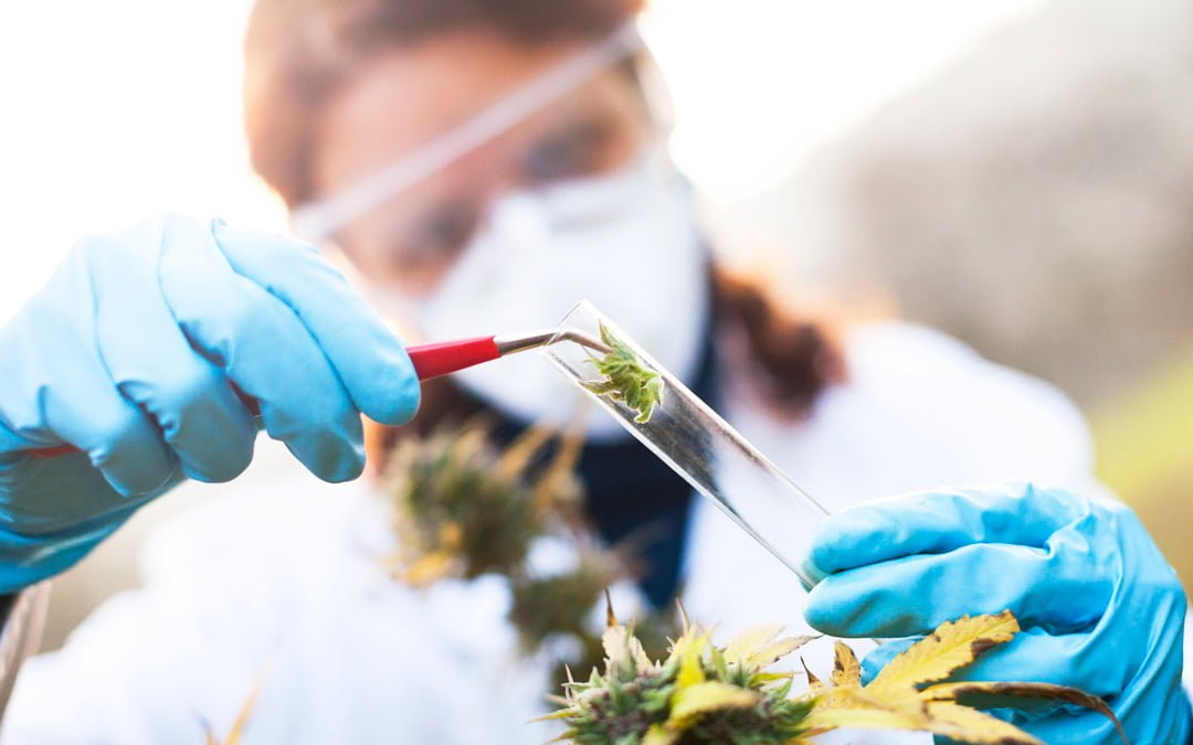 How Medical Cannabis helps Treat Major Diseases like Alzheimer’s, Parkinson’s, and Cancer