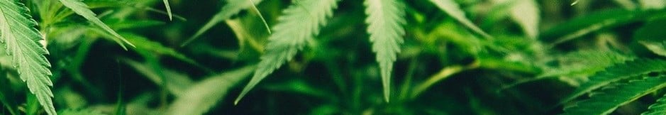 High-Quality Cannabis