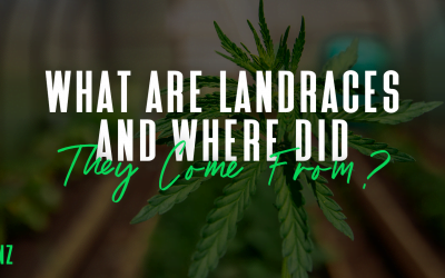 Landraces – What Are They and Where Did They Come From?