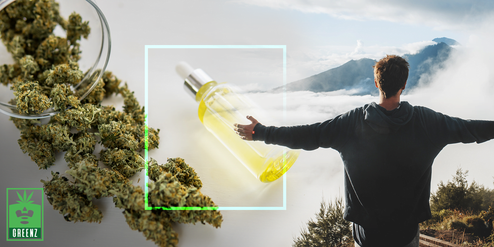 Cbd & Thc – The Cannabinoid Difference & All About Ratios