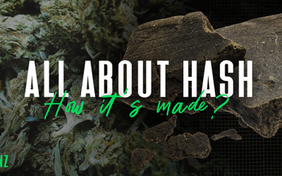 All About Hash – How It’s Made, Types and How to Use it