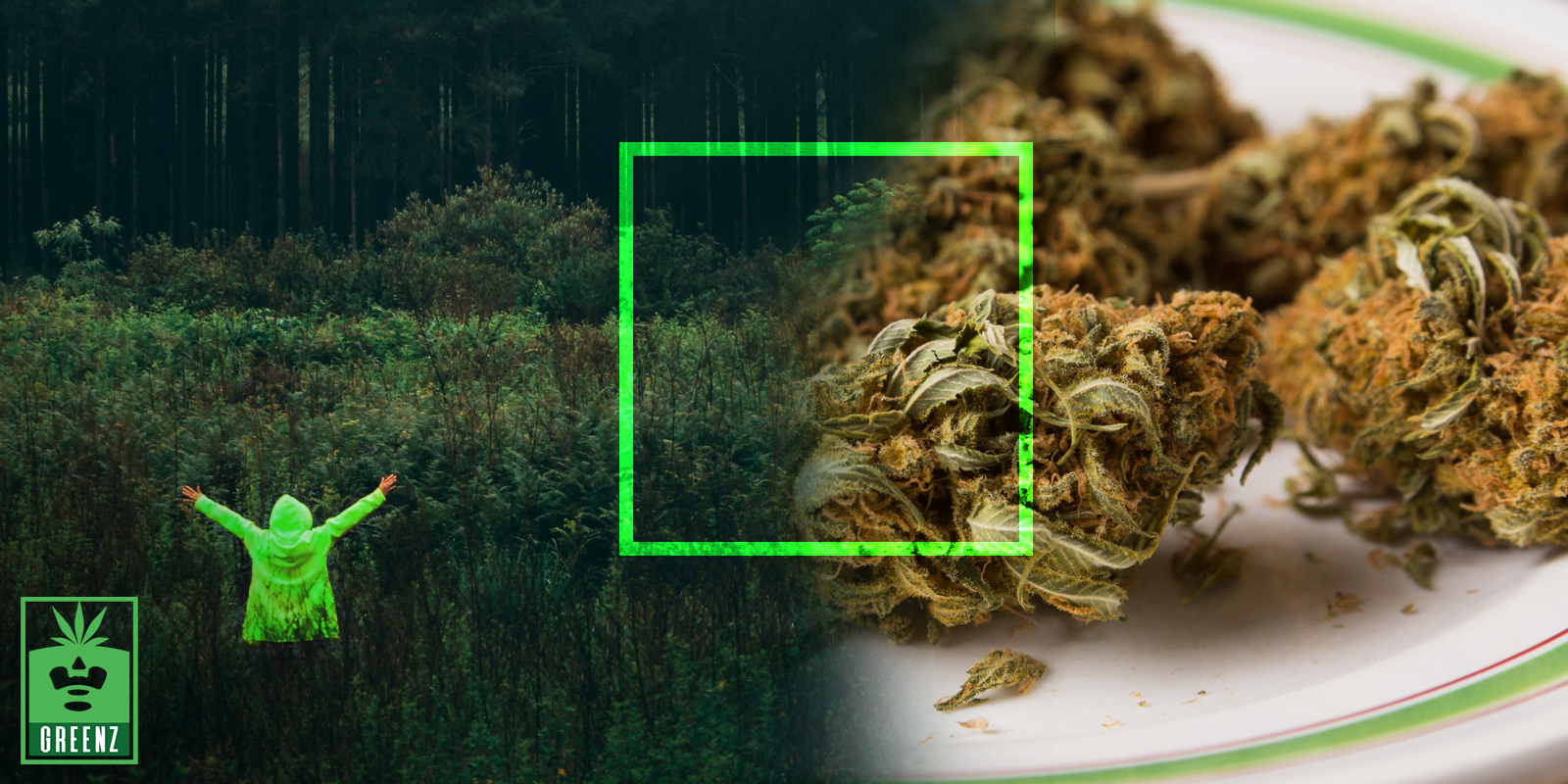 The History Of Hybrid Genetics – How They Came To Be & Best Strains
