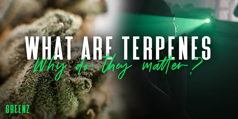 What Are Terpenes and Why Do They Matter?